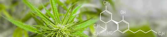 Full spectrum vs Broad spectrum vs Isolate CBD