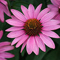 Echinacea