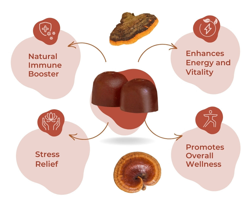 Lion's Mane, Chaga, Reishi, Shiitake - mushroom benefits